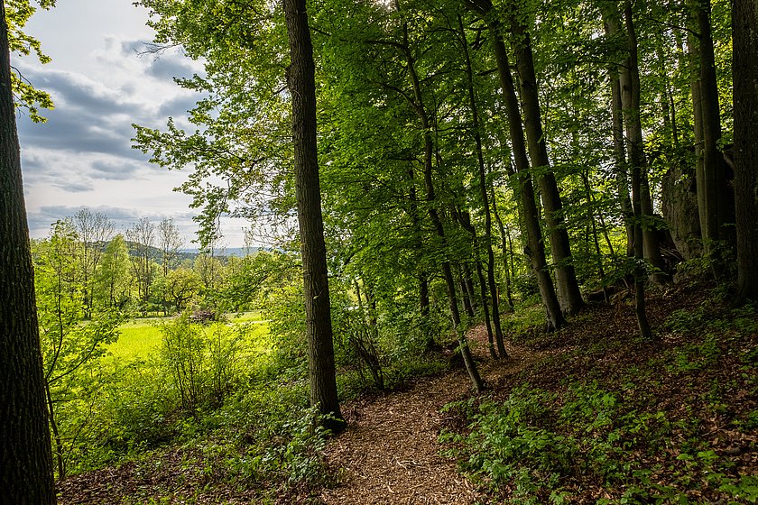 Stiller Wald Königsholz, Naturfriedhof Königsholz, Friedwald Königsholz, Ruhewald Königsholz, Begräbniswald Königsholz, Schnaittach, Mittelfranken, Naturpark Fränkische Schweiz, Baumgrabstätte, Felsgrabstätte, Nürnberger Land, Thomas Geiger