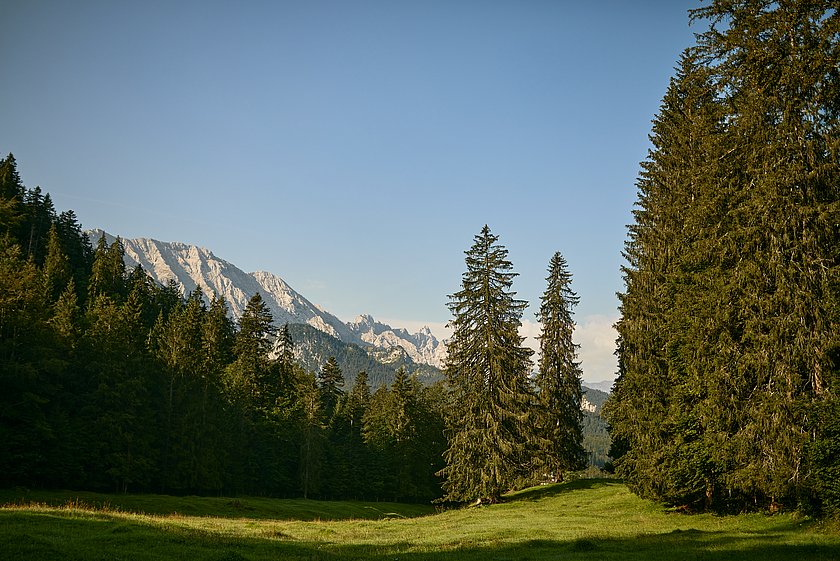 Friedwald Elmau, Begräbniswald Elmau, Ruhewald Elmau, Stiller Wald Mittenwald, Naturfriedhof Elmau, Baumgrabstätte, Baum-Grabstätte