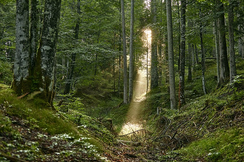 Friedwald Elmau, Begräbniswald Elmau, Ruhewald Elmau, Stiller Wald Mittenwald, Naturfriedhof Elmau, Baumgrabstätte, Baum-Grabstätte