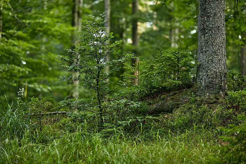 Friedwald Elmau, Begräbniswald Elmau, Ruhewald Elmau, Stiller Wald Mittenwald, Naturfriedhof Elmau, Baumgrabstätte, Baum-Grabstätte