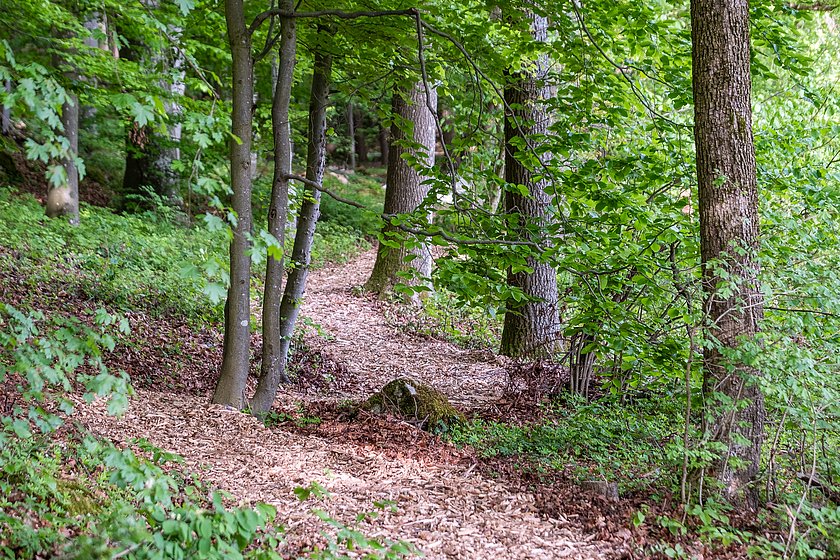 Stiller Wald Königsholz, Naturfriedhof Königsholz, Friedwald Königsholz, Ruhewald Königsholz, Begräbniswald Königsholz, Schnaittach, Mittelfranken, Naturpark Fränkische Schweiz, Baumgrabstätte, Felsgrabstätte, Pfad, Thomas Geiger