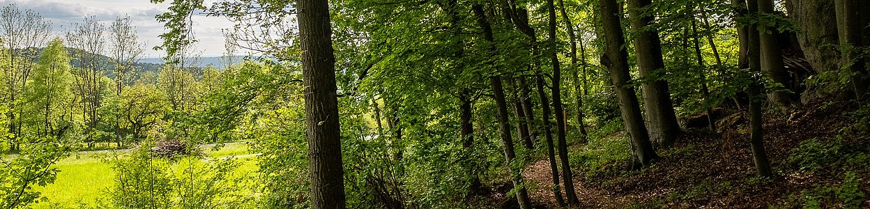 Blick vom Stillen Wald Königsholz ins Nürnberger Land