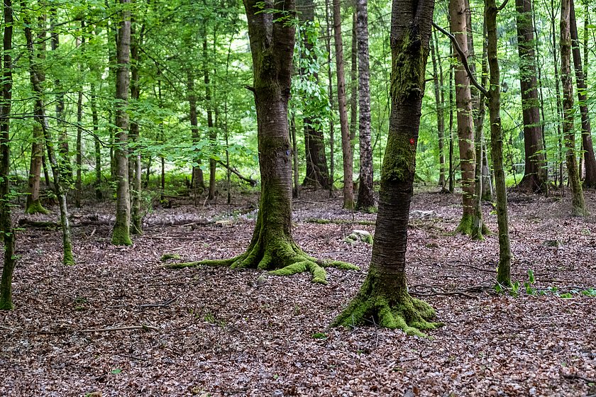 Stiller Wald Königsholz, Naturfriedhof Königsholz, Friedwald Königsholz, Ruhewald Königsholz, Begräbniswald Königsholz, Schnaittach, Mittelfranken, Naturpark Fränkische Schweiz, Baumgrabstätte, Felsgrabstätte, Ruhestätte, Kirschbaum, Moos, Wurzeln, Thomas Geiger