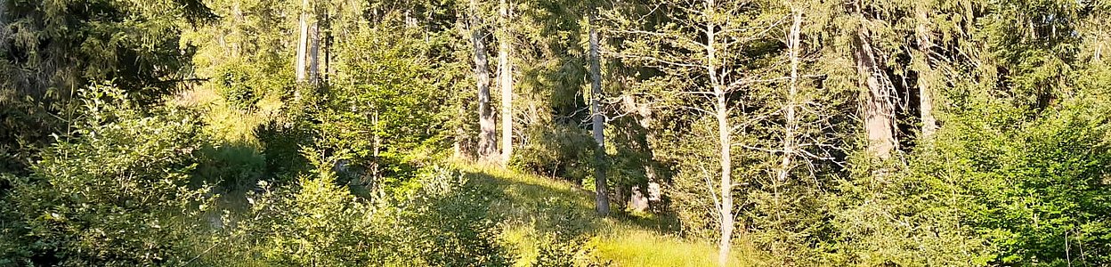 Sommer im Naturfriedhof Stiller Wald Mittenwald