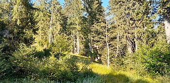 Sommer im Naturfriedhof Stiller Wald Mittenwald