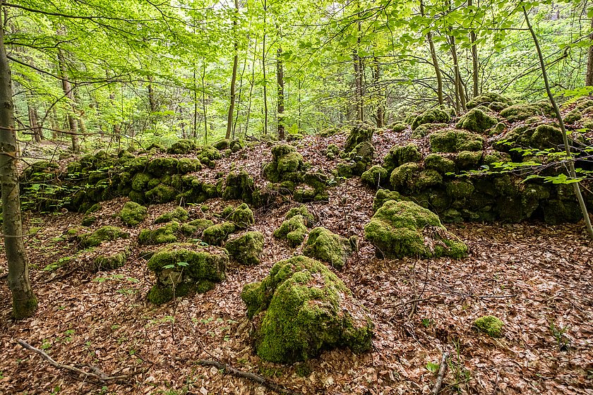 Stiller Wald Königsholz, Naturfriedhof Königsholz, Friedwald Königsholz, Ruhewald Königsholz, Begräbniswald Königsholz, Schnaittach, Mittelfranken, Naturpark Fränkische Schweiz, Baumgrabstätte, Felsgrabstätte, Lesesteinmauer, Thomas Geiger