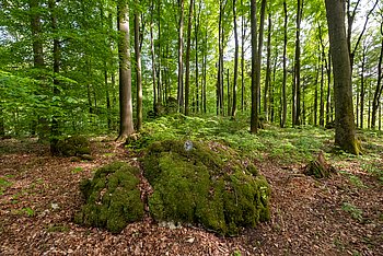 Stiller Wald Königsholz, Foto: Thomas Geiger