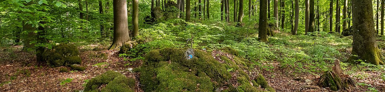 Stiller Wald Königsholz, Foto: Thomas Geiger