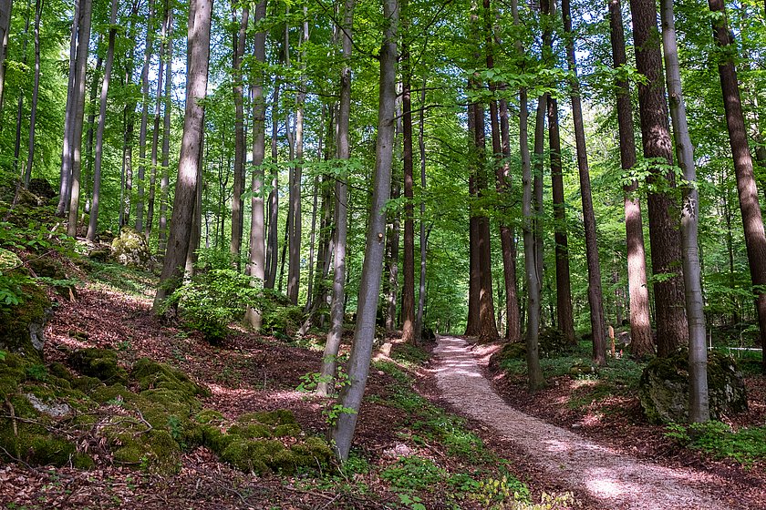 Stiller Wald Königsholz, Naturfriedhof Königsholz, Friedwald Königsholz, Ruhewald Königsholz, Begräbniswald Königsholz, Schnaittach, Mittelfranken, Naturpark Fränkische Schweiz, Baumgrabstätte, Felsgrabstätte, Hauptweg, Wegenetz, Forstweg, Thomas Geiger