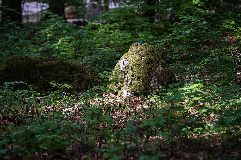 Stiller Wald Königsholz, Naturfriedhof Königsholz, Friedwald Königsholz, Ruhewald Königsholz, Begräbniswald Königsholz, Schnaittach, Mittelfranken, Naturpark Fränkische Schweiz, Baumgrabstätte, Felsgrabstätte, Moos, Farn, Ruhestätte, Thomas Geiger