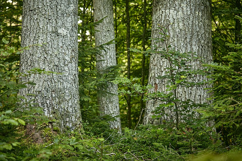 Friedwald Elmau, Begräbniswald Elmau, Ruhewald Elmau, Stiller Wald Mittenwald, Naturfriedhof Elmau, Baumgrabstätte, Baum-Grabstätte