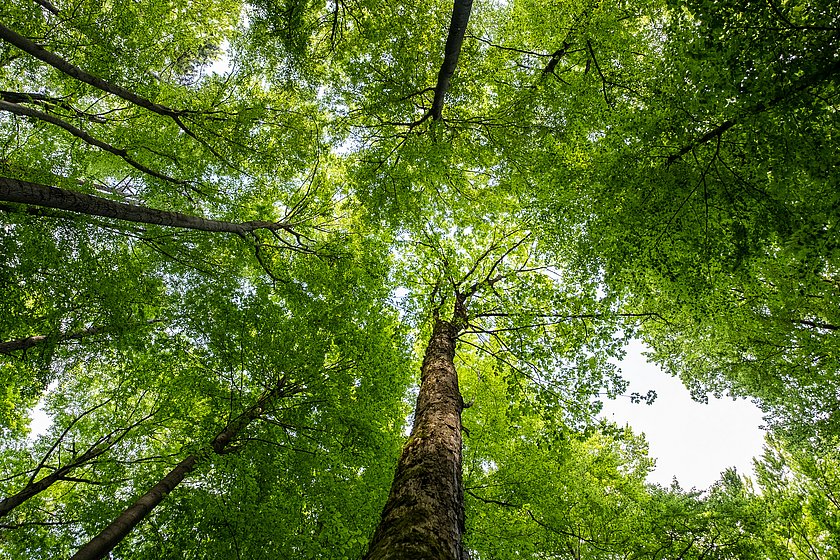 Stiller Wald Königsholz, Naturfriedhof Königsholz, Friedwald Königsholz, Ruhewald Königsholz, Begräbniswald Königsholz, Schnaittach, Mittelfranken, Naturpark Fränkische Schweiz, Baumgrabstätte, Felsgrabstätte, Lichtblick, Tod und Leben, Thomas Geiger