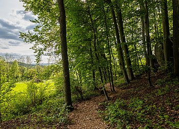 Blick vom Stillen Wald Königsholz ins Nürnberger Land