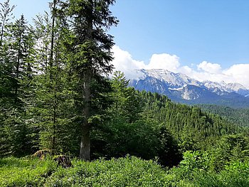 Blick vom Aussichtspunkt des Naturfriedhofes in das Wetterstein-Gebirge