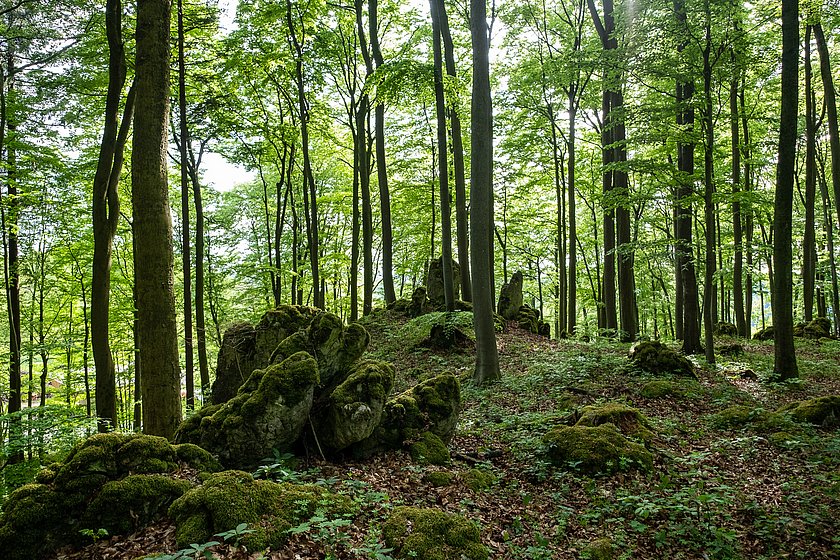 Stiller Wald Königsholz, Naturfriedhof Königsholz, Friedwald Königsholz, Ruhewald Königsholz, Begräbniswald Königsholz, Schnaittach, Mittelfranken, Naturpark Fränkische Schweiz, Baumgrabstätte, Felsgrabstätte, Baumriesen, Mischwald, Thomas Geiger