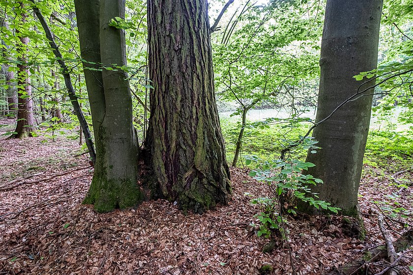 Stiller Wald Königsholz, Naturfriedhof Königsholz, Friedwald Königsholz, Ruhewald Königsholz, Begräbniswald Königsholz, Schnaittach, Mittelfranken, Naturpark Fränkische Schweiz, Baumgrabstätte, Felsgrabstätte, Baumriese, Thomas Geiger