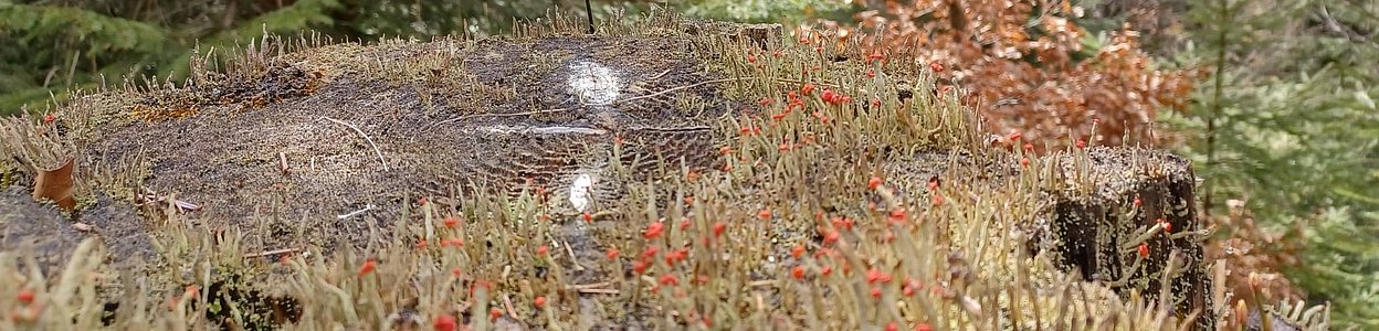 Frühlingserwachen im Naturfriedhof Mittenwald