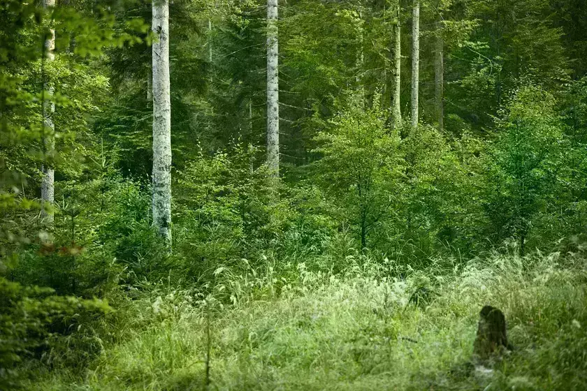 Waldbild