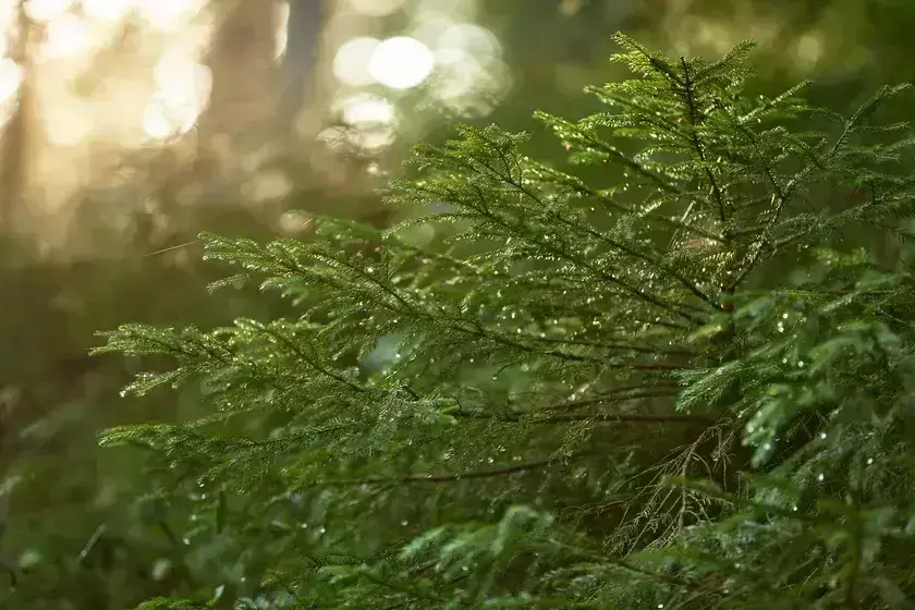 Licht und Wald