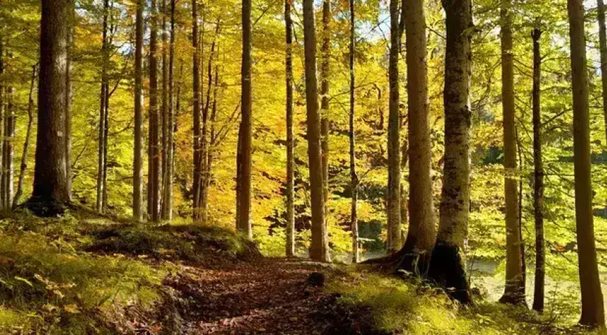 herbst-mittenwald