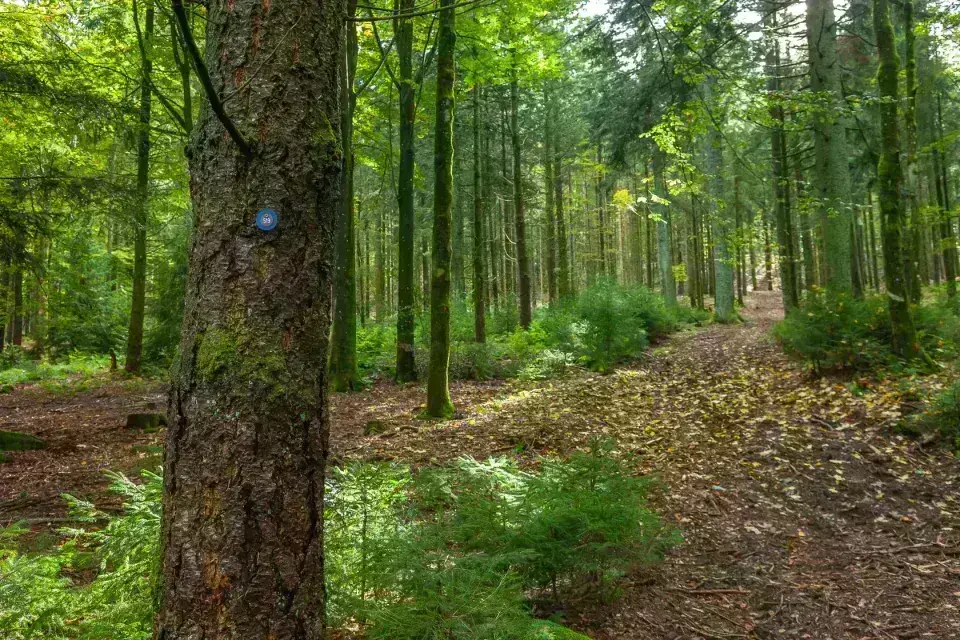 Baum mit Grabstätten-Kategorie