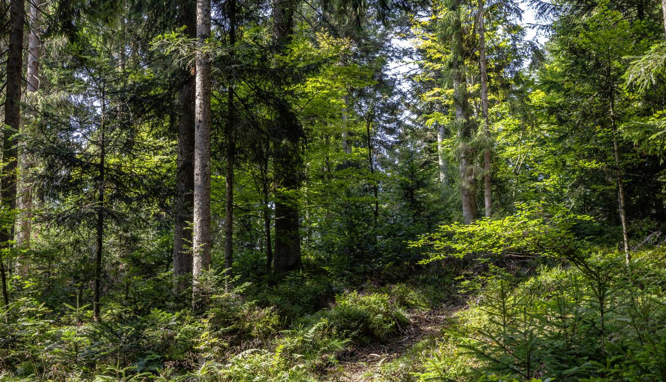 Rusel Waldbild
