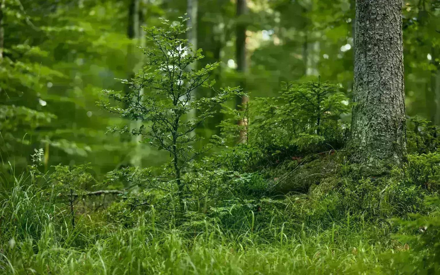 Kleine Jungbäume