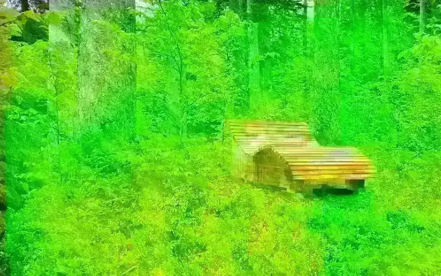 Ruheinsel im Wald