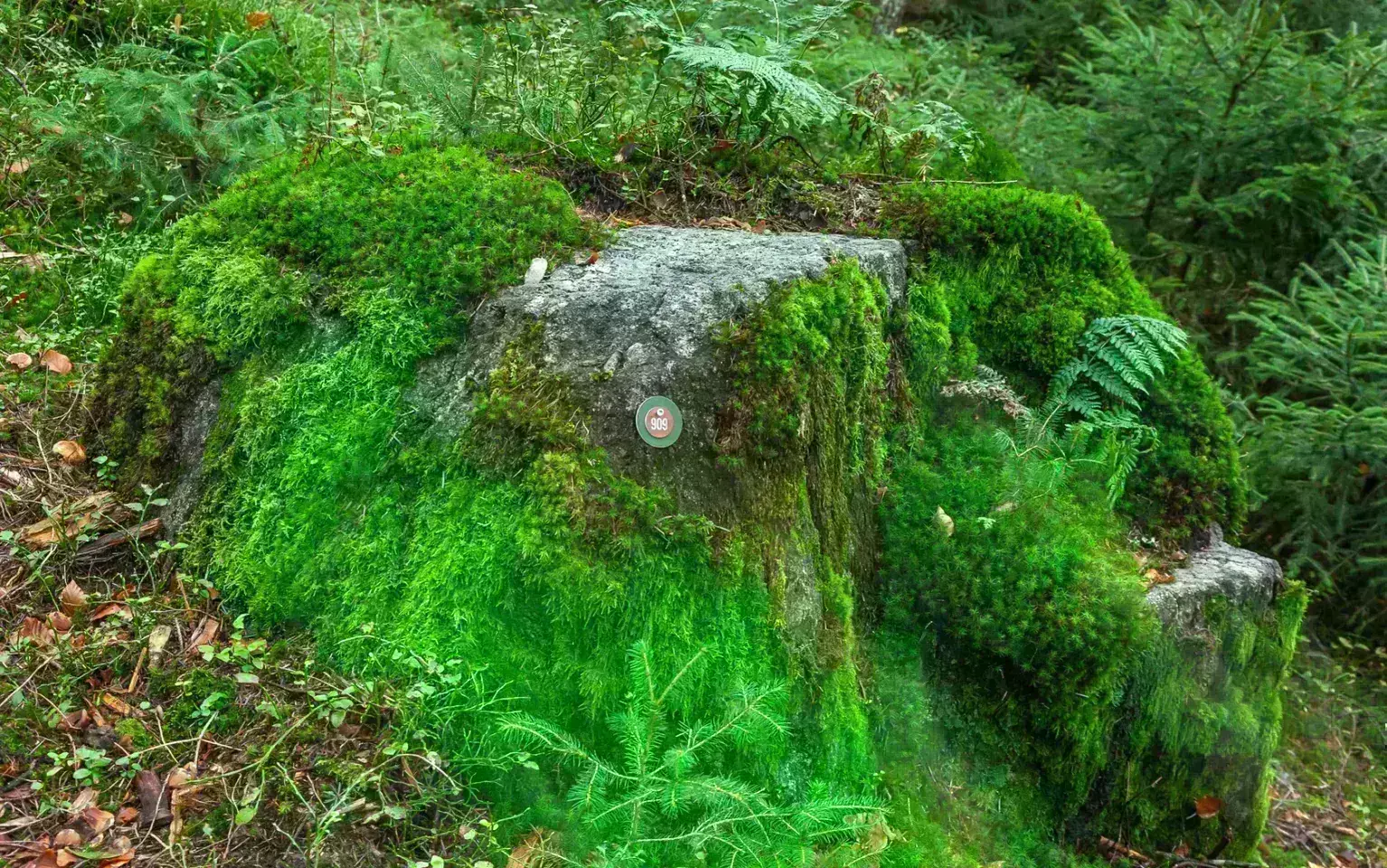Bemooste Felsen