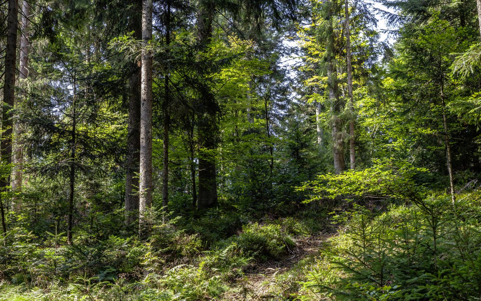 Rusel Waldbild