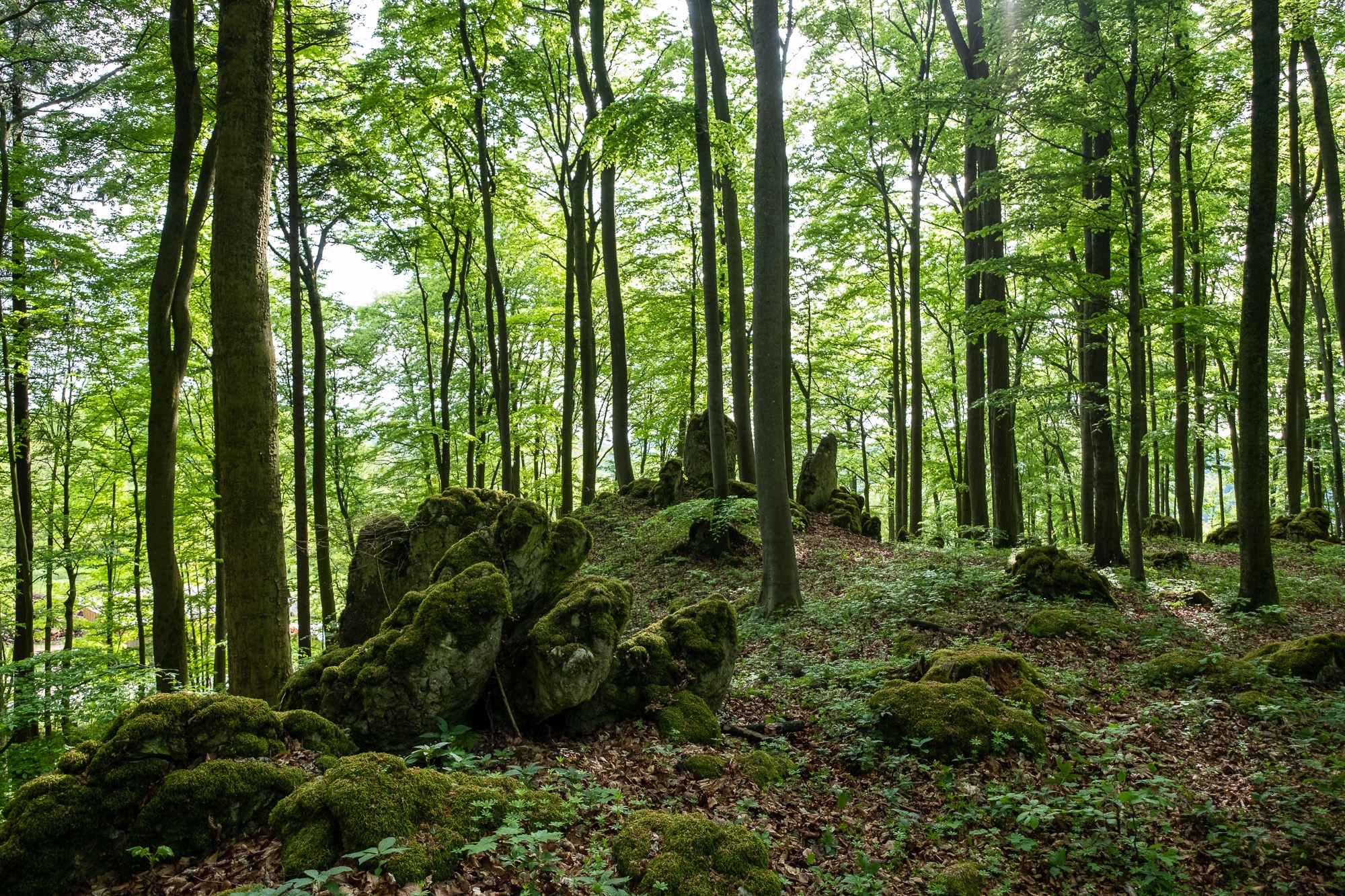 Felse im Wald