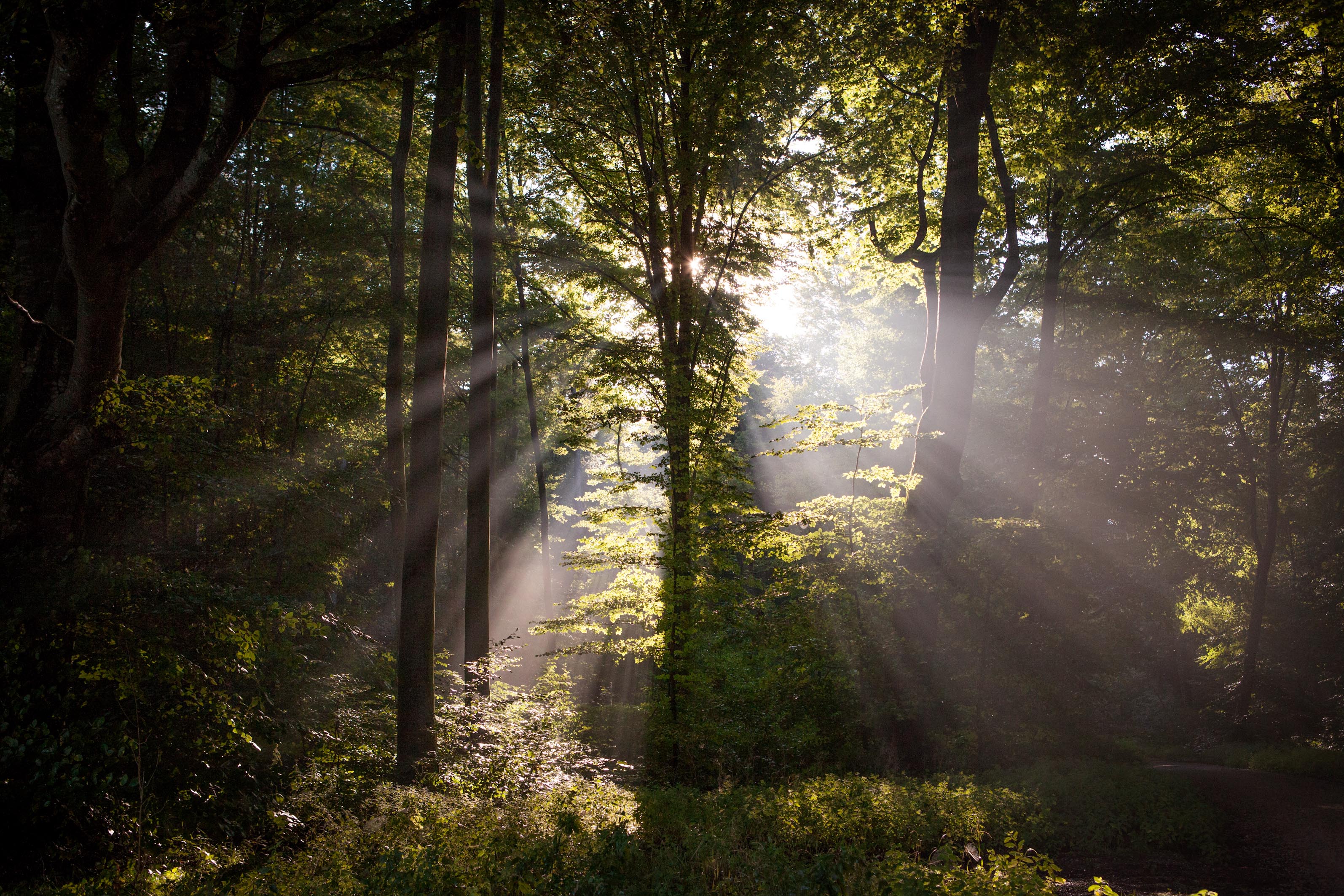 wald mit Sonnenschein