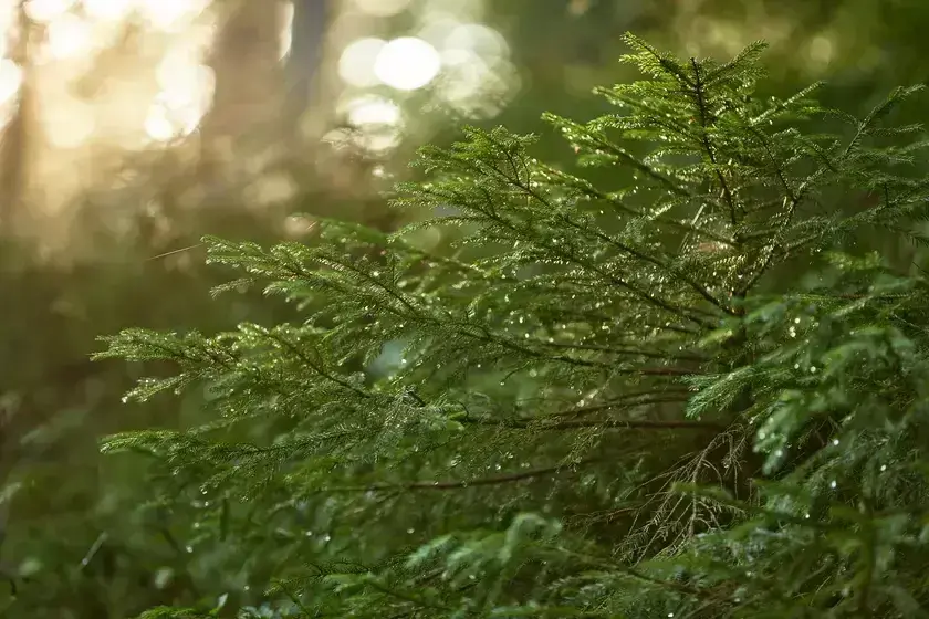 Licht und Wald