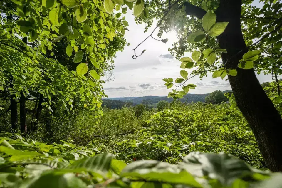 Ausblick aus einem Blätterdach im Wald
