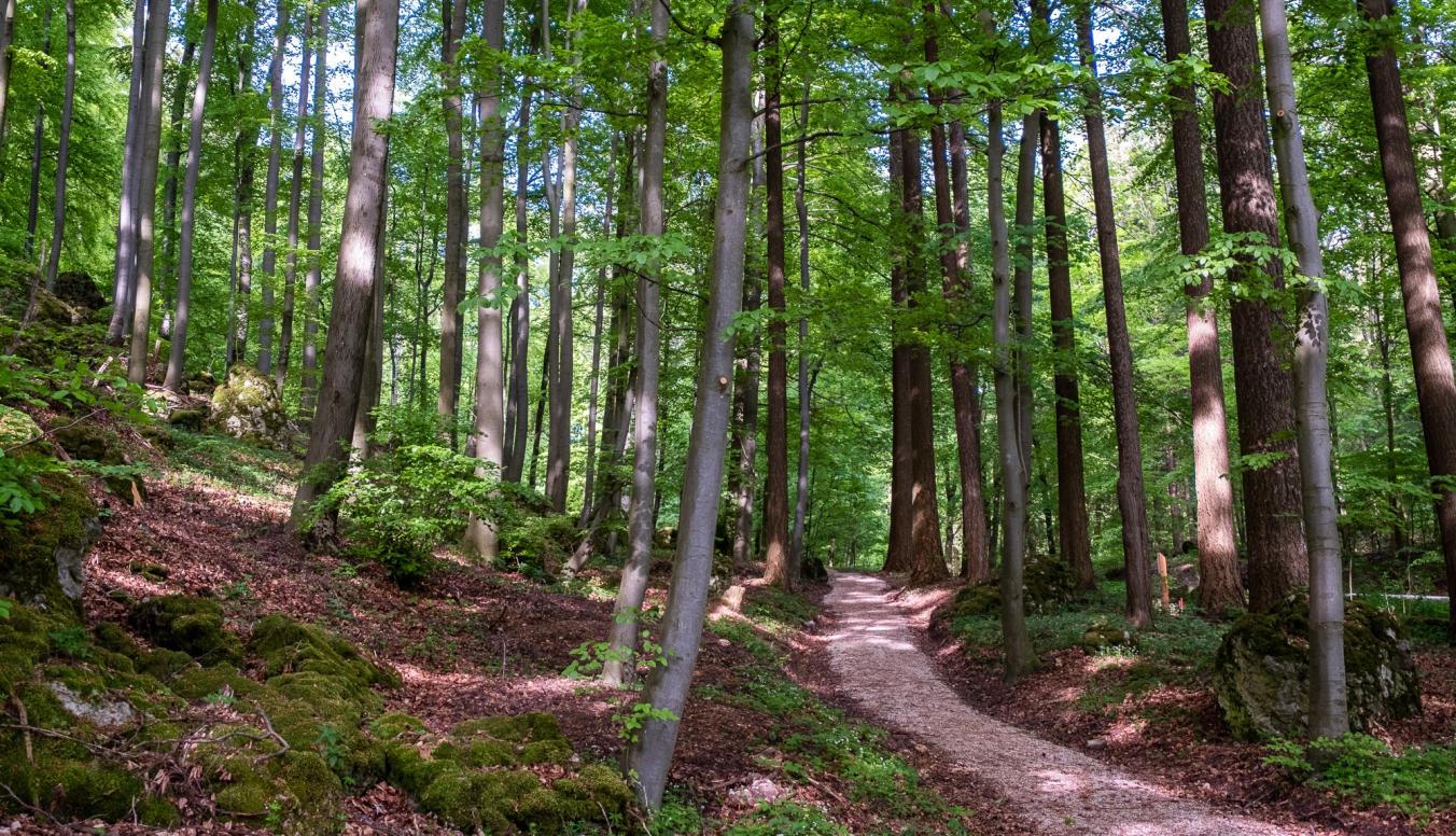 Waldweg in einem Staatsforsten inmitten von Bäumen