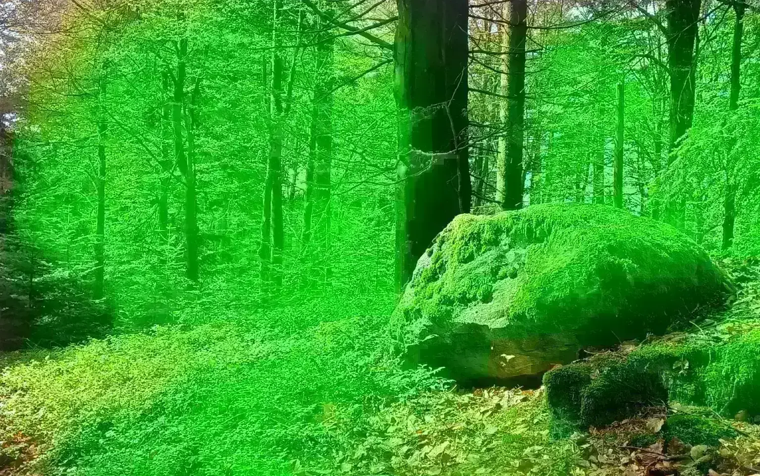 Bemooster Felsbrocken