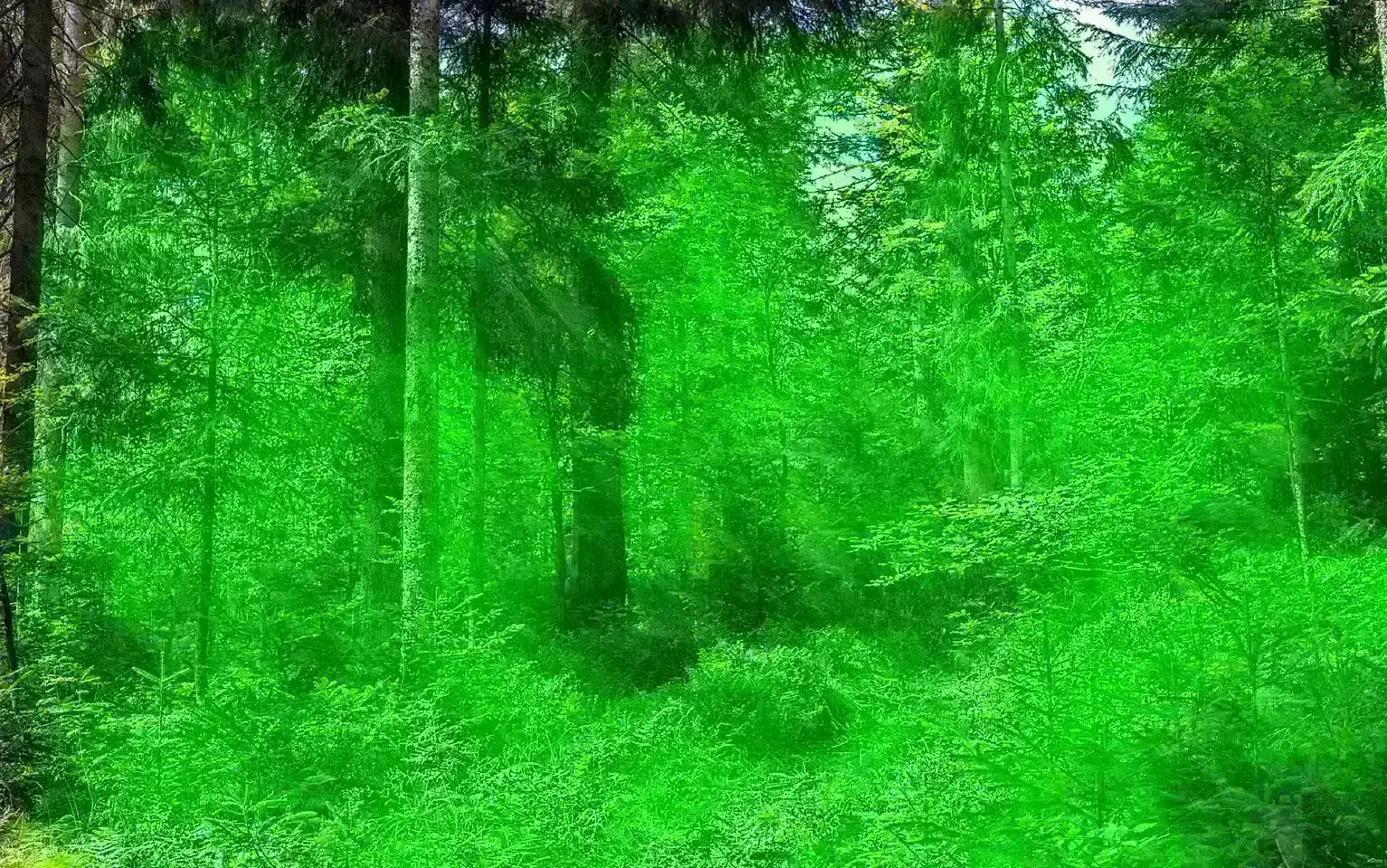 Moos an Baumstämmen im Wald