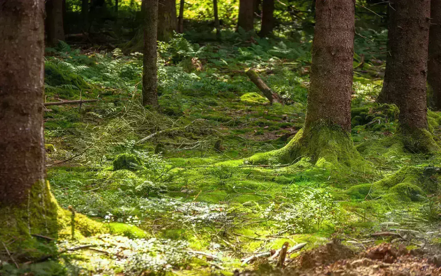 Moos bewachsene Bäume