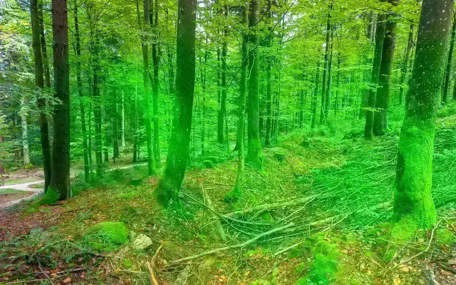 Schwemmkanal im Wald