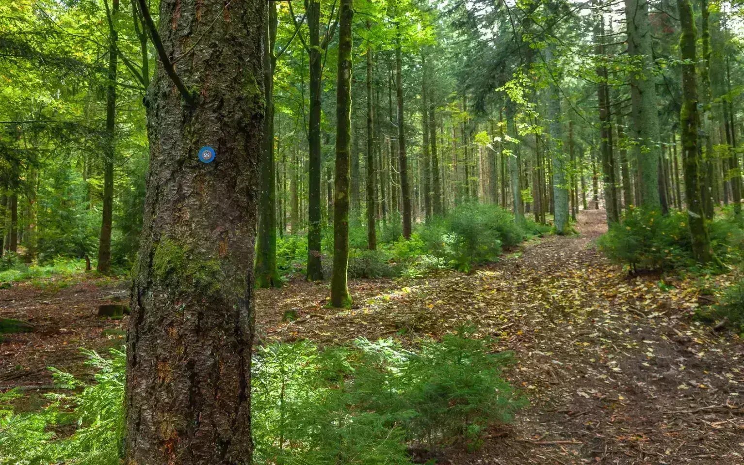 Baum mit Grabstätten-Kategorie