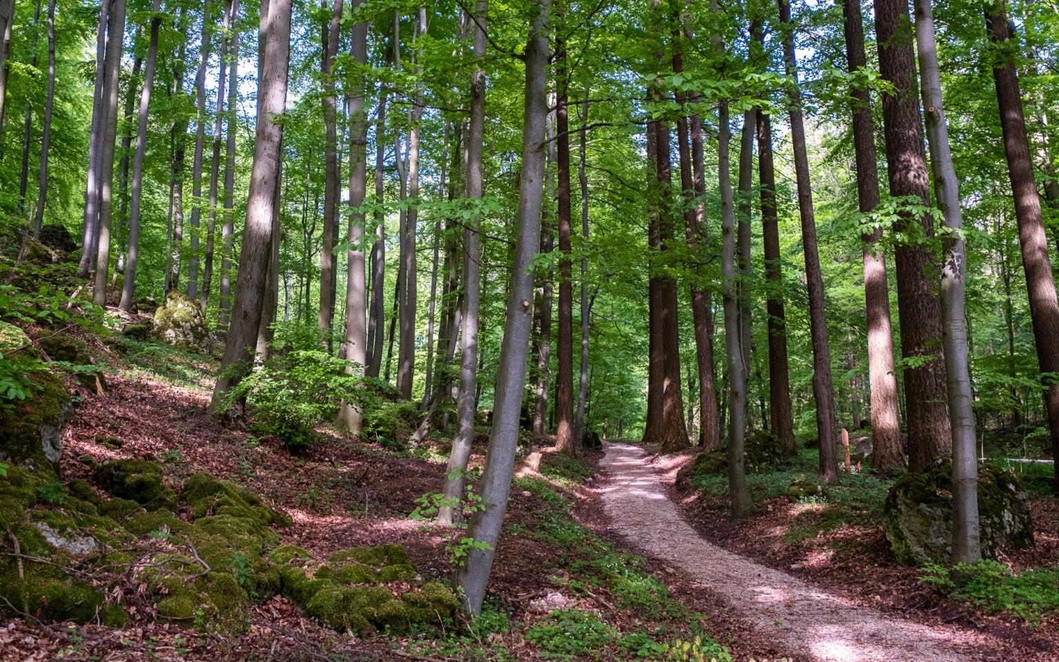 Weg im Wald