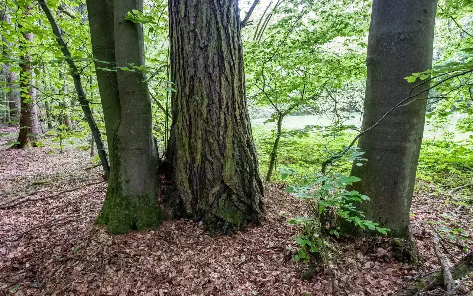 Junger Baum neben alten Baum