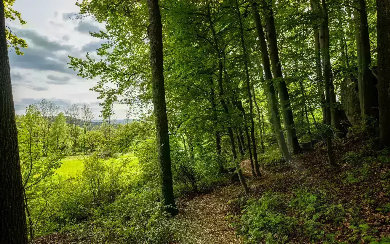 Blick Richtung Nürnberger Land an einem Waldweg