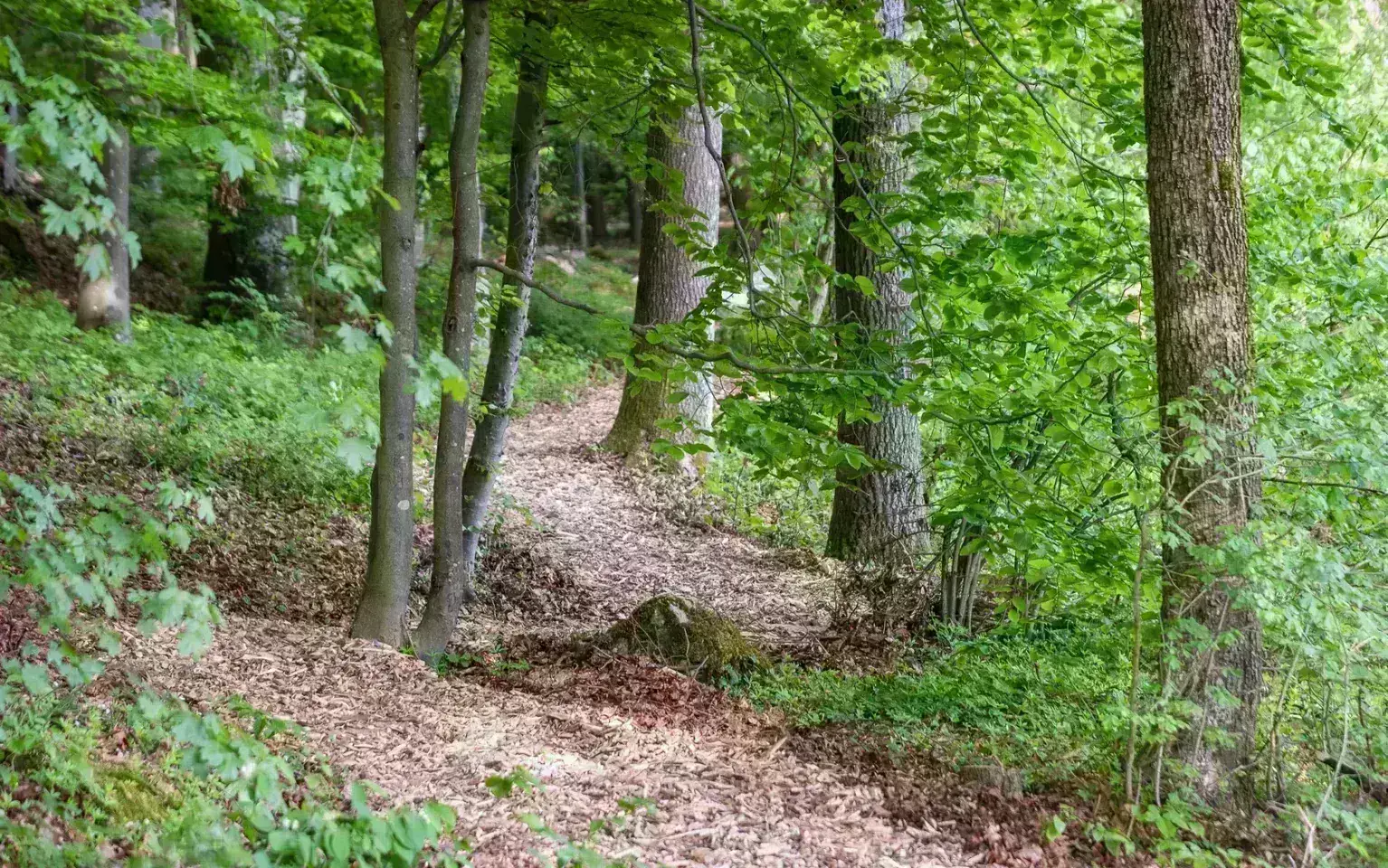 Hackschnitzel-Wege im Wald