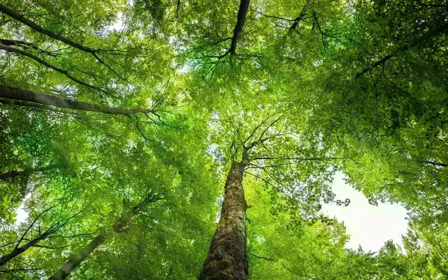 Blätterdach im Licht
