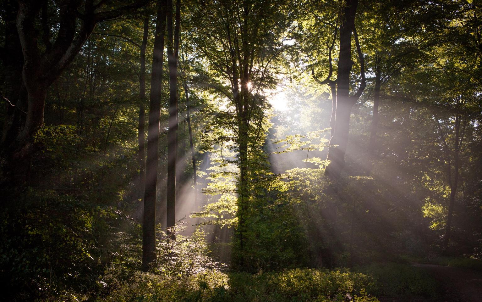 wald mit Sonnenschein